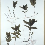 11. L’Herbier illimité, série des asclépiades remaniées, la multiplication végétative